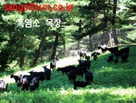 산골농장 조옥현