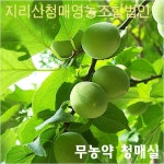 지리산청매농원