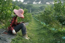 바드래 블루베리