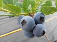 블루베리 봉학산농원