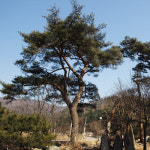 참소나무농원