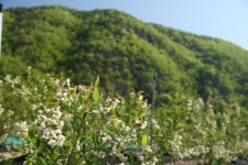 바드래 블루베리