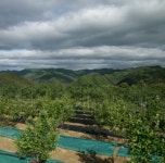 바드래 블루베리