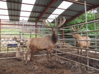 통일로사슴농장