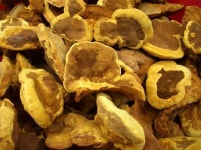 비봉산상황버섯농장