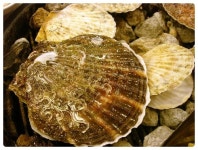 왕대박조개구이찜