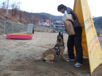 대구애견스쿨