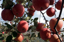 밀양얼음골백동사과농장