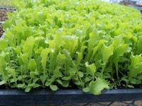 생명나눔흙살이농장