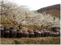 홍쌍리 청매실농원
