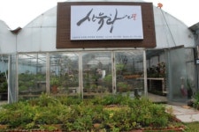 산유화 분재원