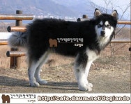 도그랜드