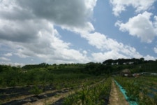 바드래 블루베리