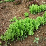 주말농장 우보농원