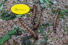 장성유용곤충농원