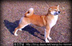 왕초켄넬