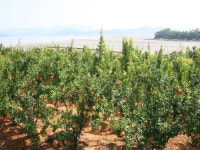 고흥석류친환경 영농조합법인