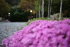 나무이야기 펜션 리솜 포레스트