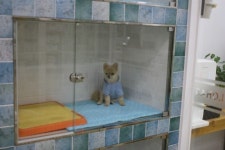 로하스동물병원