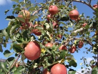 얼음골 꿀사과농장