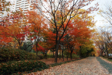 롯데공인중개사사무소