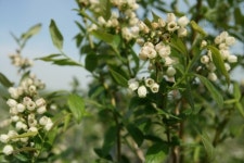 바드래 블루베리