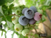 삼족오 블루베리 농장