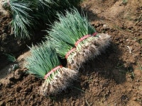 참살이영농조합법인