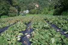 아싸천년초농장