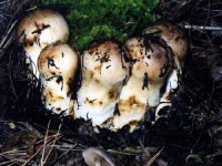 안동천지갑산농원