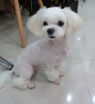 펫마루 평촌점