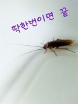 로취버스터즈 김천지사