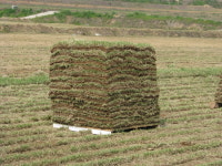 광일잔디영농조합법인