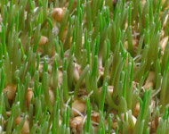 대관령청정농원