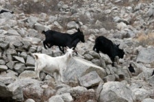 약산흑염소 삼문산목장
