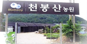 천봉산농원