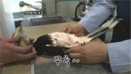 고려종합동물병원