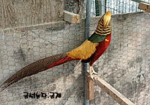 금성농장