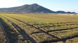 새만금청보리농장