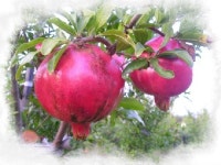 에덴식품영농법인