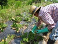 자꾸커 천년초농장