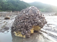 섬마을민박