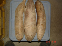 토종농장