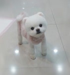 펫마루 평촌점