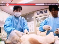 굿모닝24시동물병원