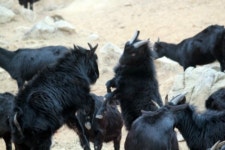 약산흑염소 삼문산목장