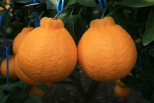 고흥명품하나봉농원