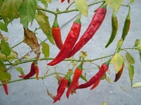푸르메농산