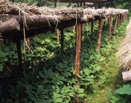 민균이네 인삼농장