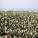 진시황이 찾은 백년초 고객센터